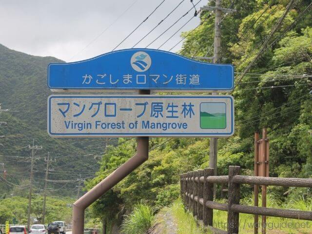 奄美大島のマングローブ