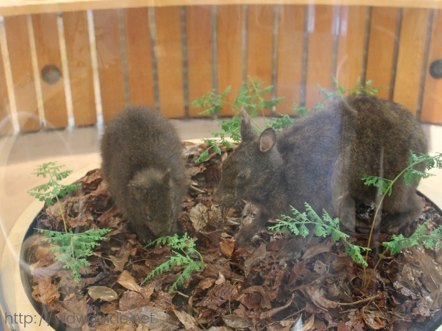 奄美野生生物保護センターのアマミノクロウサギの剥製